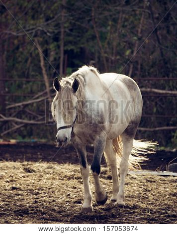 Beautiful white horse in the walking open-air cage, nice sunny day. Horse walks on a pasture.