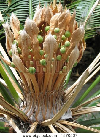 Bebé cocos - Close Up