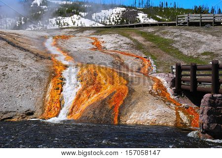 The colorful bacteria remain alive in the flowing waters due to the heat arising from the active volcano that Yellowstone rest above.