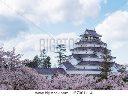Tsurugajo Castle (Aizuwakamatsu Castle) surrounded by hundreds of spring cherry blossoms Japan