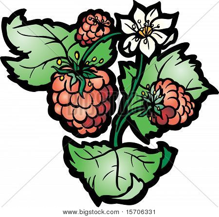 Berry
