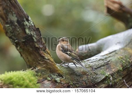 Female Common Chaffinch In Forest On Branch.