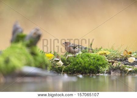 Female Chaffinch Perching On Moss Near Pond.