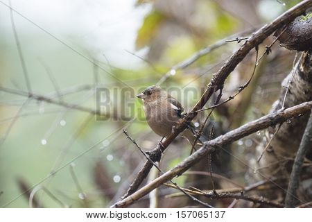 Chaffinch (fringilla Coelebs) Adult Female, Perched On Wet Twig, The Netherlands, November