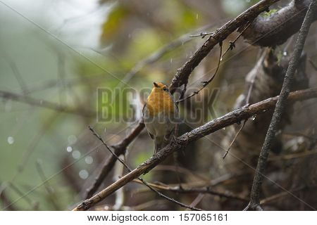 European Robin (erithacus Rubecula) Adult, Perched On Wet Twig In Rain, Overijssel, The Netherlands,