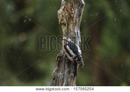 Great Spotted Woodpecker Dendrocopos Major, Male Pressed Tight Against Tree Trunk During Rain Shower