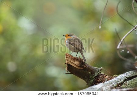 European Robin Perched On Tree Stump In Rain.