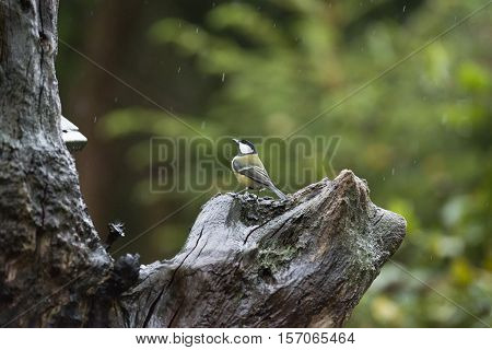 Great Tit (parus Major) Perched On Wet Dead Tree Trunk In The Rain.
