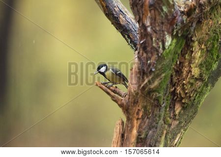 Great Tit Holding Seed In Beak While Sitting On Branch In The Rain.