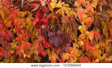 Texture of colorful autumn leaves and plants.