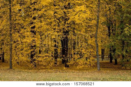 City park in golden colors of autumn
