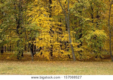 City park in golden colors of autumn