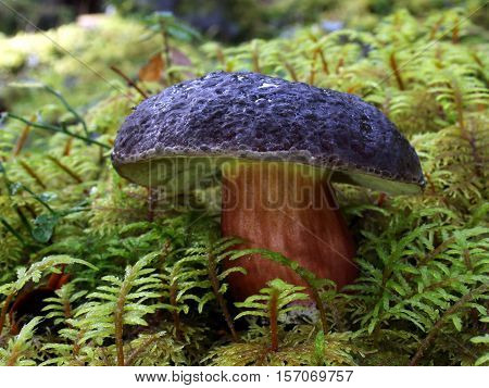 Edible Zeller's Bolete mushroom (Xerocomellus zelleri) growing in moss