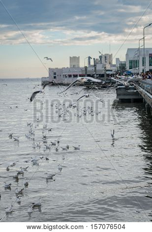 Tourists Enjoy Feeding Seagull
