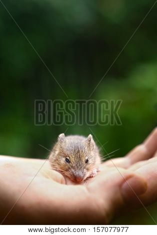 forest birch mouse Sicista betulina small on the palm of a person