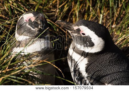 The Magellan penguin couple in love in Martillo island