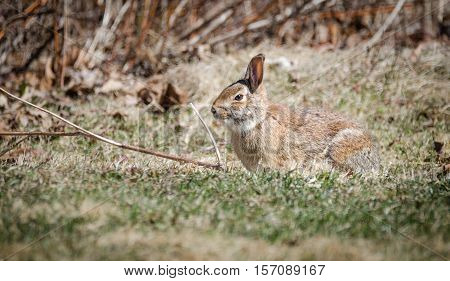 Large cotton tail rabbit in grassy field in very early spring, warming in March sunlight.