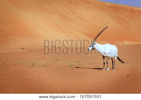 Oryx or Arabian antelope in the Desert Conservation Reserve near Dubai, UAE