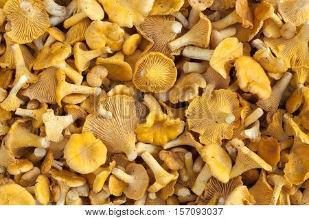 poured out orange mushrooms (Cantharellus cibarius) as food background