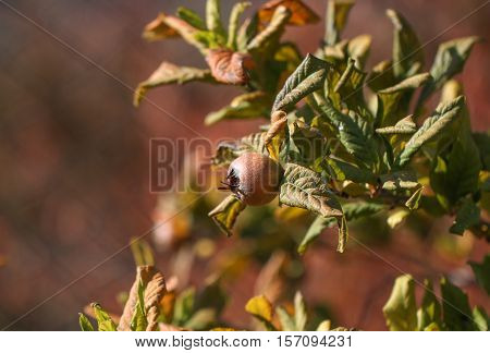 Medlar fruit ripe - medlar tree (mespilus germanica).