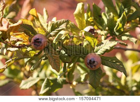 Medlar fruit ripe - medlar tree (mespilus germanica).