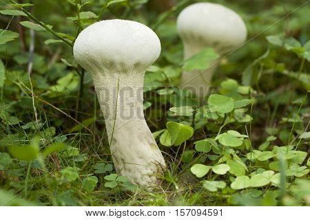 two mushrooms (Calvatia excipuliformis) in natural environment