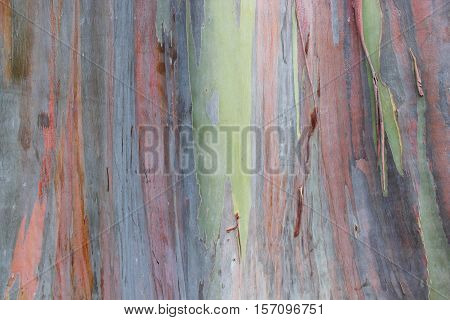 Multicolored exotic Rainbow Eucalyptus tree bark unique texture background