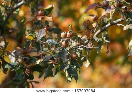 Medlar fruit ripe - medlar tree (mespilus germanica).