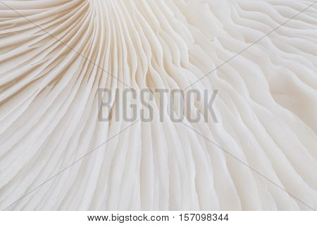 abstract background macro image of mushroom Sajor-caju Mushroom