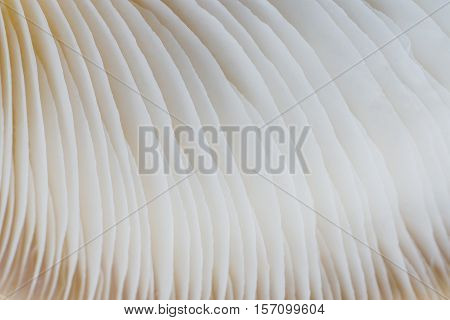 abstract background macro image of mushroom Sajor-caju