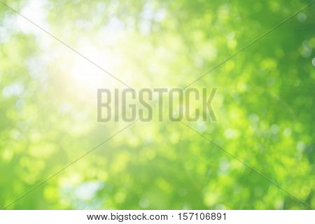 Blurred nature background.Backdrop with color and bright sun light. Summer holidays concept.bokeh background or Christmas background.Green Energy.Christmas Blurred.