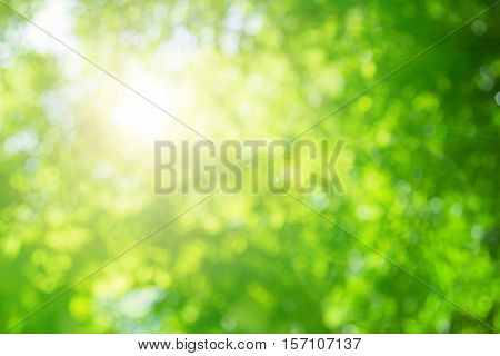 Blurred nature background.Backdrop with color and bright sun light. Summer holidays concept.
