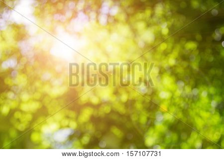 Blurred nature background.Backdrop with color and bright sun light. Summer holidays concept.bokeh background or Christmas background.Green Energy.Christmas Blurred.