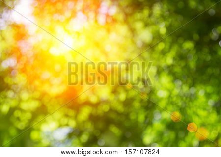 Blurred nature background.Backdrop with color and bright sun light. Summer holidays concept.bokeh background or Christmas background.Green Energy.Christmas Blurred.
