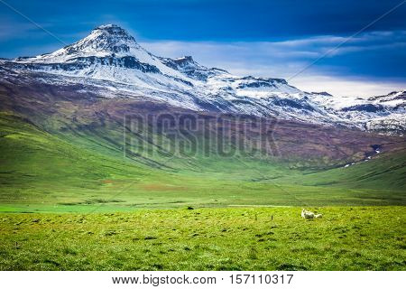 Few Sheeps In The Mountains In Iceland