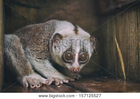 Closeup wild slow loris monkey sitting on the branch