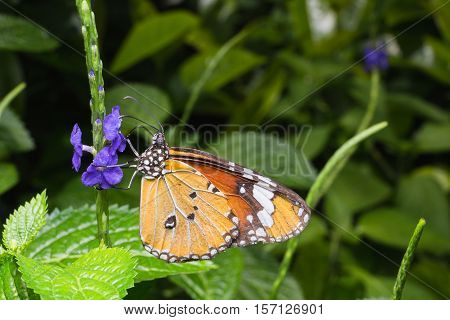 Closeup The Plain Tiger on flower .