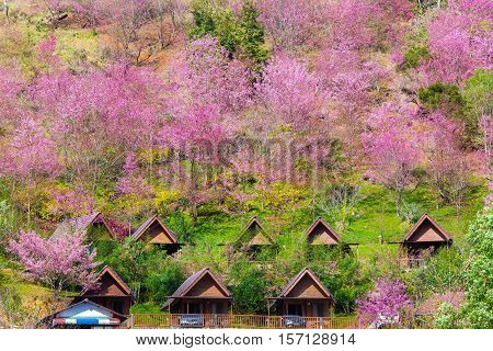 Cherry Blossom and sakura at Doi Ang Khang in Chiang Mai , Thailand