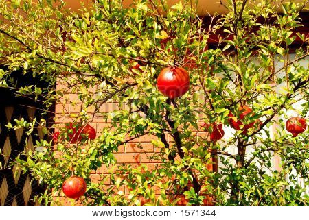 Pomegranates Hanging From A Tree