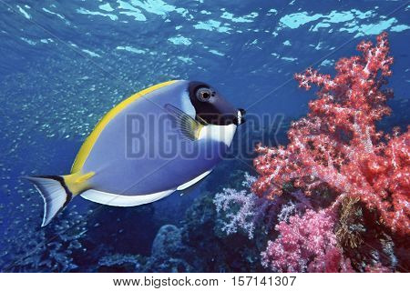 Surgeon Fish  at the bottom of the ocean