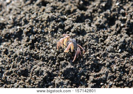 Small red crabs on beach close up
