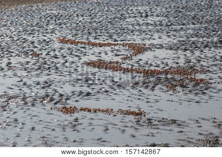 many of red crab on beach in the sea when water down