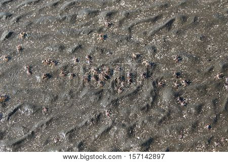 many of red crab on beach in the sea when water down