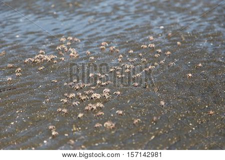 many of red crab on beach in the sea when water down