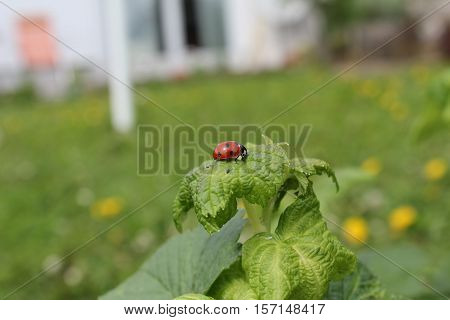Insects / Ladybird sitting on a plant