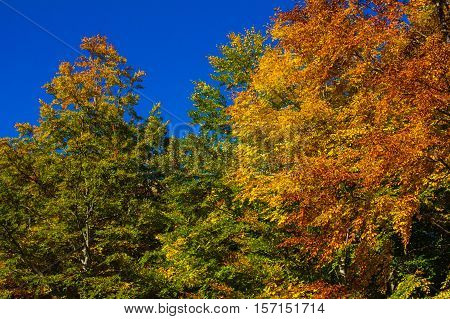 Beautiful autumnal forest in the Terminillo mountain
