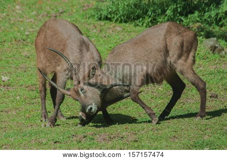 two Waterbucks were fighting in the meadow