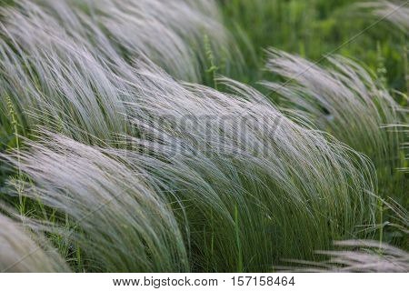 Field With Wild Grasses At Sunset. Selective Focus.