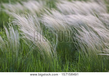 Field With Wild Grasses At Sunset. Selective Focus.