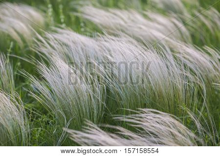Field With Wild Grasses At Sunset. Selective Focus.